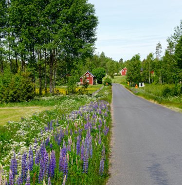 Kenarlarında mavi lupinler ve arka planında kırmızı ahşap evler olan yol, İsveç