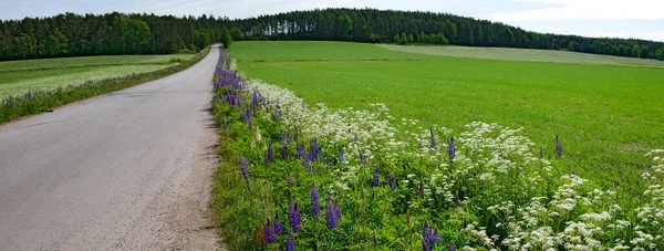 Kenarlarında Mavi Lupinler Beyaz Bitkiler Olan Yeşil Tarlalar Arasında Uzanan — Stok fotoğraf