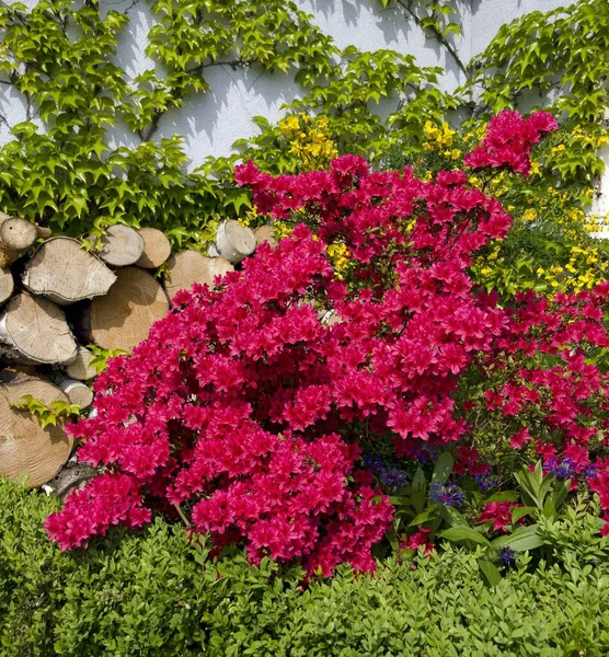 Azalea Roja Floreciente Frente Una Pared Rodajas Madera Cubiertas Por — Foto de Stock