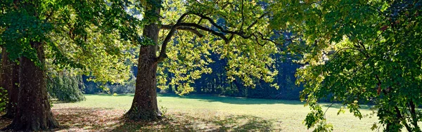Лісова Вирубка Восени Сонці Біля Палацу Лаксенбурзі Австрія — стокове фото