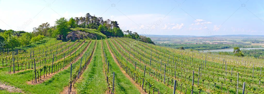 panoramic view across the vineyards on the Schiffberg at Hollenburg, southern part of the so called mountain range Wagram above the Danube valley, Austria