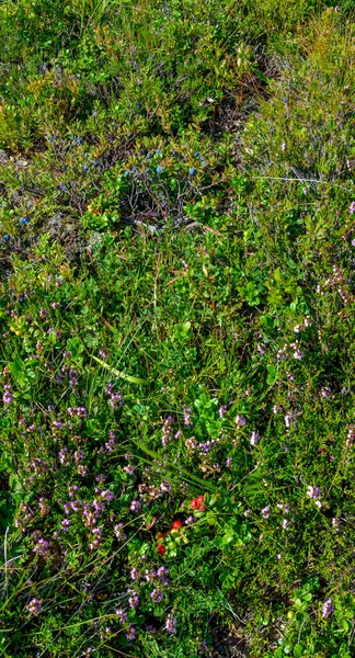 Vegetación Con Moras Arbustos Arándanos Brezo Alpino Alp Tirol Oriental —  Fotos de Stock