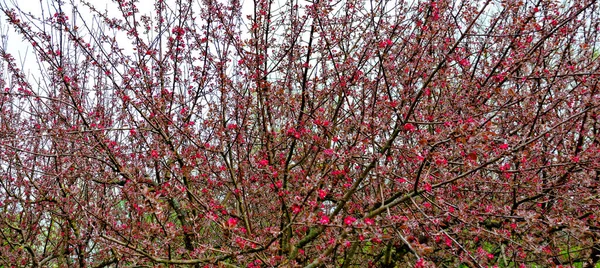 Macieiras Ornamentais Florescimento Vermelho Cultivar Malus Royalty Exposição Jardim Tulln — Fotografia de Stock