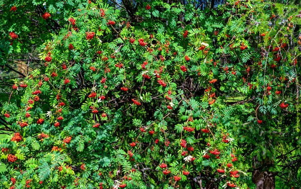 Wierzchołek Jesionu Górskiego Dojrzałymi Czerwonymi Owocami Słońcu — Zdjęcie stockowe