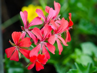 Kırmızı bir Pelargonium bitkisinin cilvesi