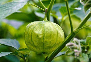 Physalis ixocarpa meyvesinin yeşil kabuğu, adı Tomatillo.