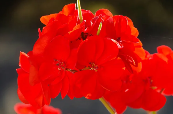 Flores Vermelhas Alaranjadas Pelargonium Crescimento Ereto Luz Fundo — Fotografia de Stock