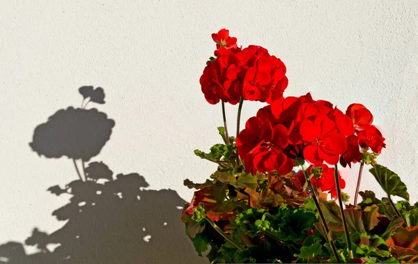 Pelargonium Crecimiento Vertical Con Flores Color Rojo Anaranjado Luz Del —  Fotos de Stock