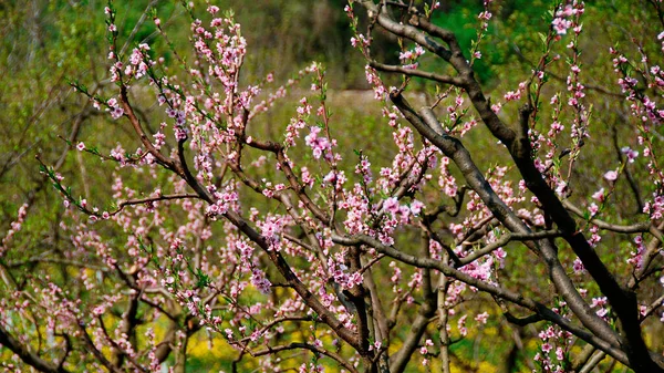 Galhos Pêssego Árvore Florescente Rosa Luz Solar Primavera Áustria — Fotografia de Stock
