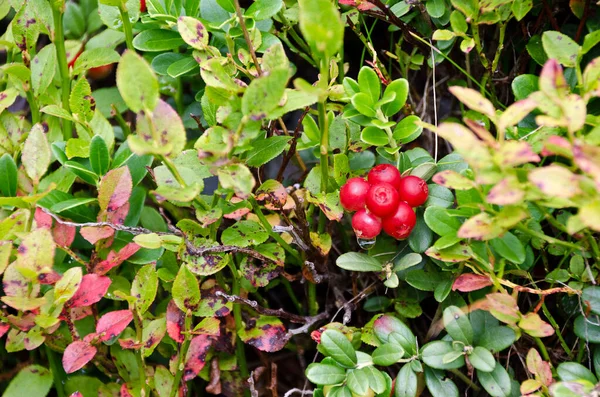 Reife Rote Früchte Einem Wilden Preiselbeerstrauch Gailtal Osttirol Österreich — Stockfoto