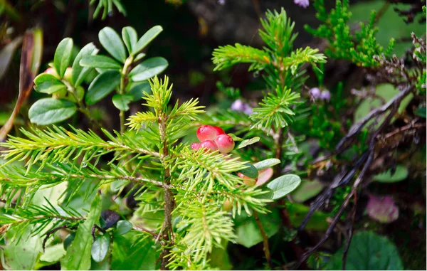 Kiełk Świerku Czerwonych Owoców Krzewie Borówki Amerykańskiej Dolinie Gailvalley Wschodniego — Zdjęcie stockowe