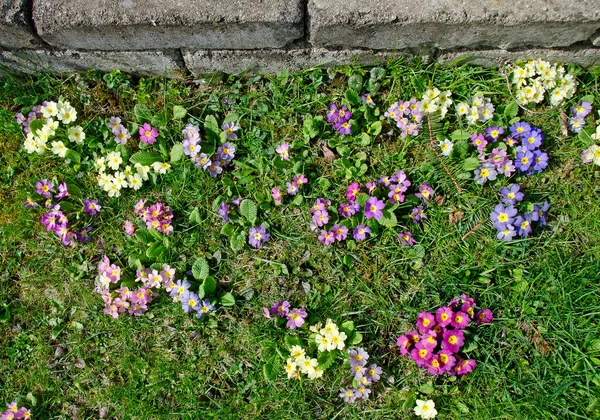 Coloridas Prímulas Florecientes Prado Cerca Una Pared Piedra Sol —  Fotos de Stock