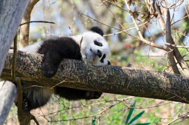 Genç dişi dev panda ağaca tırmanıyor.