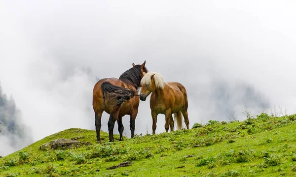Dwa Brązowe Konie Łące Alpejskiej Przed Białymi Chmurami Dolinie Felbera — Zdjęcie stockowe
