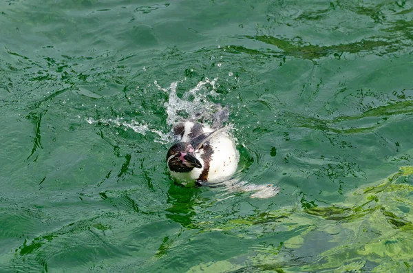 Humboldt Pinguin Schwimmt Seitwärts Grünen Wasser — Stockfoto