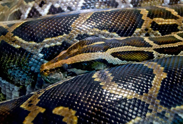 Body Head Dark Black Tailed Python — Stock Photo, Image