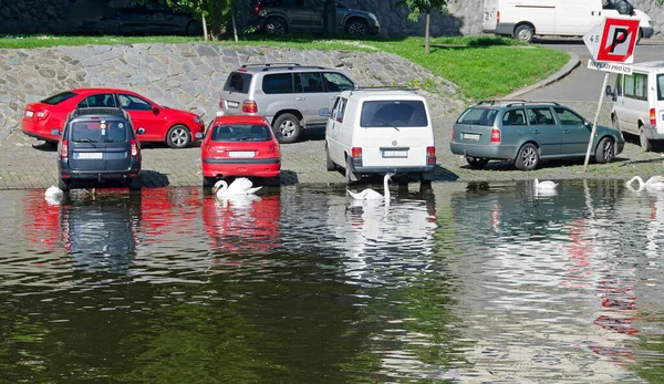 Carros Estacionados Perto Água Dique Rio Vltava Com Cisnes Brancos — Fotografia de Stock