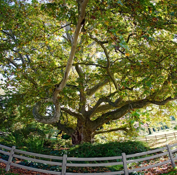 250 Років Тому Европейське Дерево Величезною Короною Діаметром Метрів Парку — стокове фото