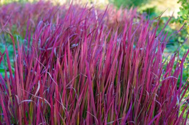 Sonbaharda bahçedeki leylak rengi otların yaprakları.
