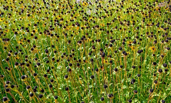 Cama Flores Con Rudbeckias Acabado Floración Con Cabeza Forma Cono —  Fotos de Stock