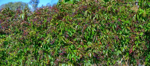 Zeď Virginia Creeper Zralými Tmavými Bobulemi Slunci — Stock fotografie