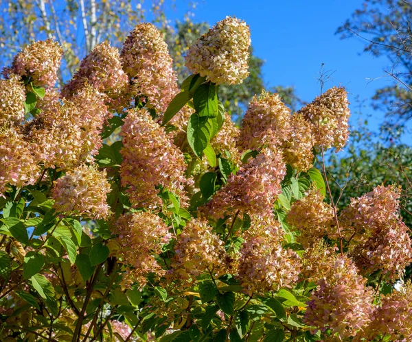 Flores Coxeadas Uma Hortênsia Pânico Outono Luz Sol — Fotografia de Stock