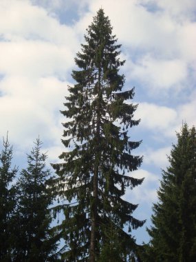 Picea omorika, Ulusal Park Tara