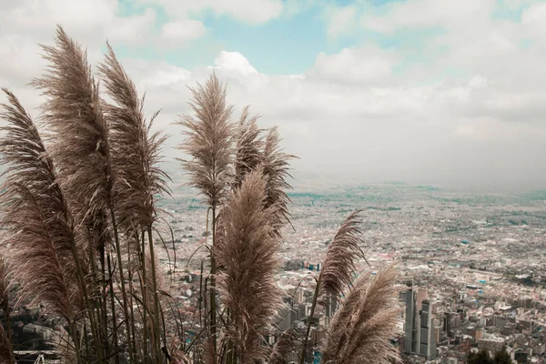 Çiçekler ve Bogota Kolombiya şehrinin güzel bir manzarası.