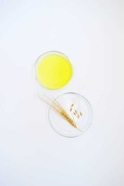 natural wheat with grains in laboratory glassware and with yellow liquid