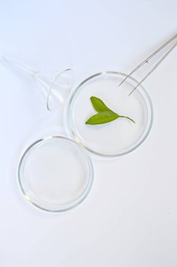 Cam labaratuar arkaplanlı yeşil çay yaprakları