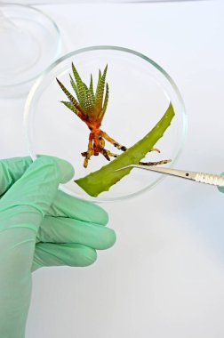 Laboratuvar vitrininde doğal aloe.