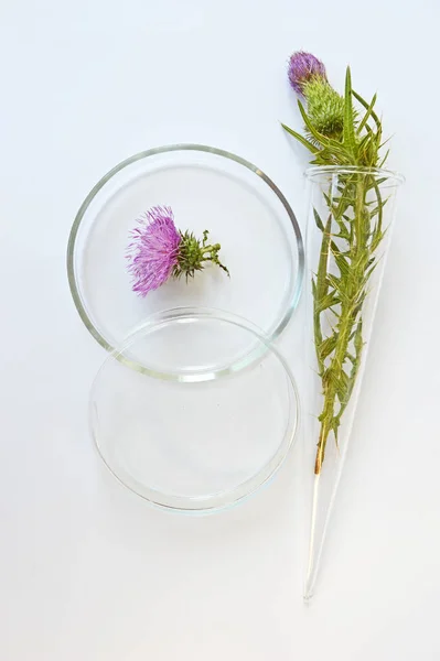Bojtorján Virágok Üveg Laboratóriumi Üvegáru Fehér Alapon — Stock Fotó