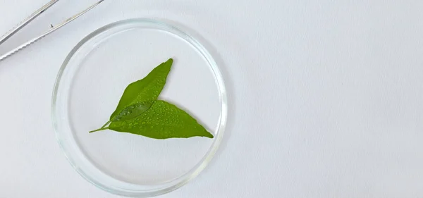 green tea leaves with glass laboratory glassware background