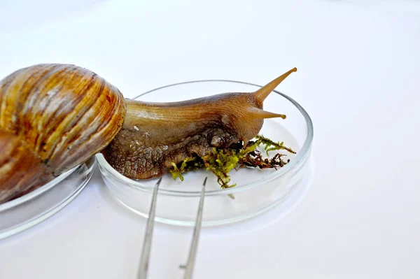 바탕에 실험실용 제품이 페트리 있는아 달팽이 — 스톡 사진