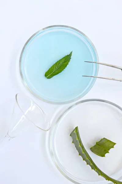 Αλόη Υποβάθρου Πράσινο Φυτό Γυάλινα Εργαστηριακά Σκεύη — Φωτογραφία Αρχείου