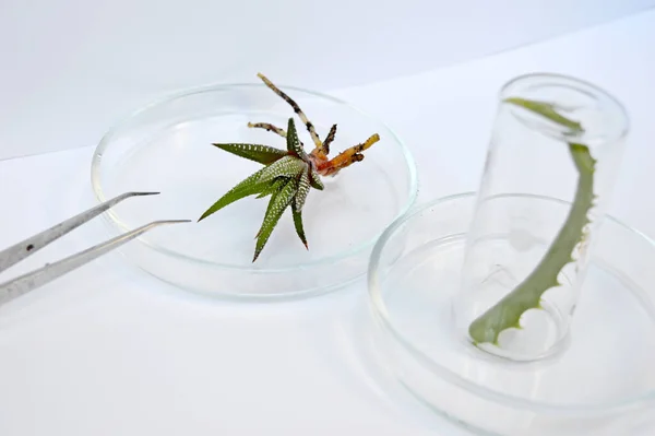 Aloe Üvegházban Laboratóriumi Üvegáruban — Stock Fotó