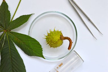 Beyaz arka planda cam laboratuvar vitrininde yeşil kestane.
