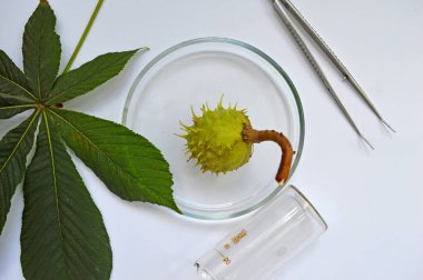 Beyaz arka planda cam laboratuvar vitrininde yeşil kestane.
