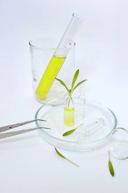 Cam laboratuarında ampulleri olan doğal şifalı bitkiler.