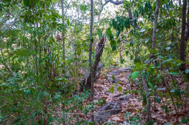 Ormandaki ağaçlar ve güzel doğa manzara arka plan arasındaki geçit.