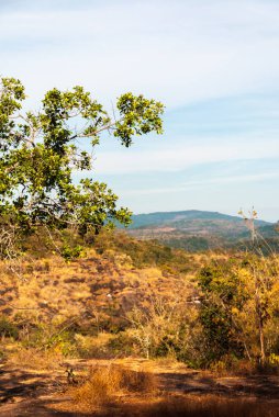 Ormandaki ağaçlar ve güzel doğa manzara arka plan arasındaki geçit.