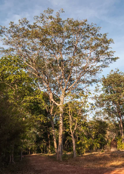 Chodník Mezi Stromy Lese Krásnou Přírodu Krajinném Zázemí — Stock fotografie