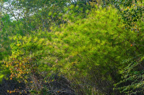 Bladeren Van Bamboe Achtergrond Van Bos Natuur — Stockfoto