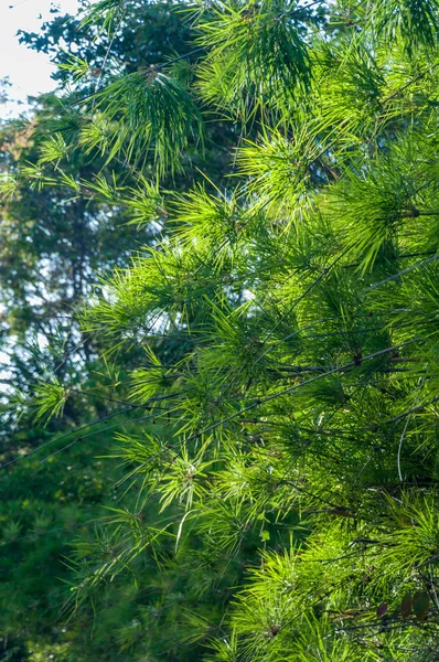 Folhas Bambu Fundo Floresta Natureza — Fotografia de Stock
