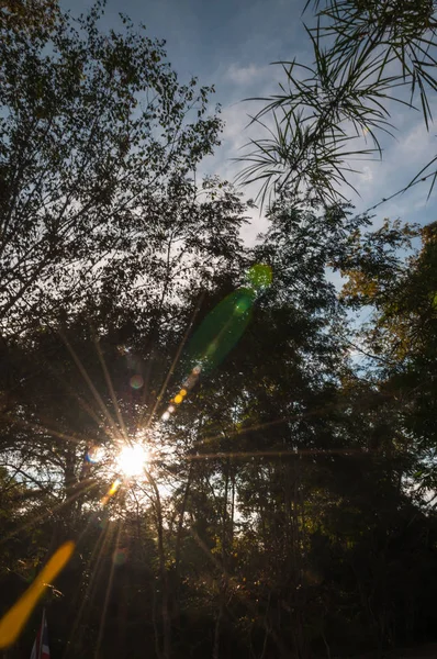 Mooie Silhouet Twilight Sfeerbeeld Zonsondergang Natuurlijke Weergave Van Bomen Natuur — Stockfoto