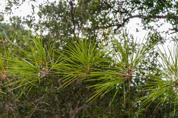 Folhas Bambu Fundo Floresta Natureza — Fotografia de Stock