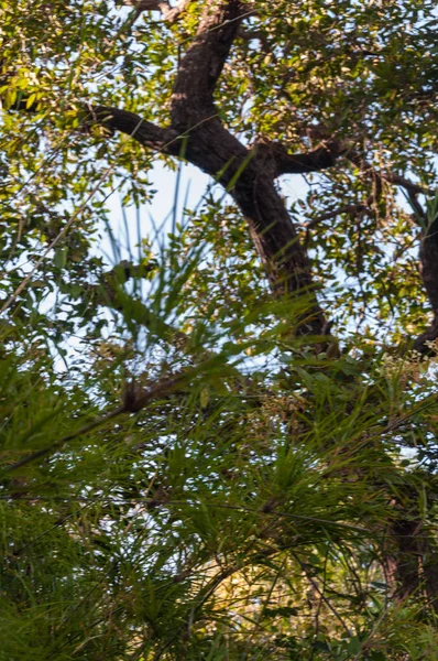 Mooie Natuurlijke Weergave Van Bomen Natuur Landschap Achtergrond — Stockfoto