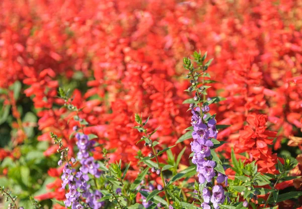 Violet Lavender Flowers Field — Stock Photo, Image