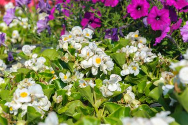 Renkli çiçek çiçekler çok güzel arka plan