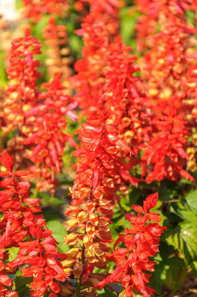 Цветочные Растения Области Сальвии Красоты — стоковое фото